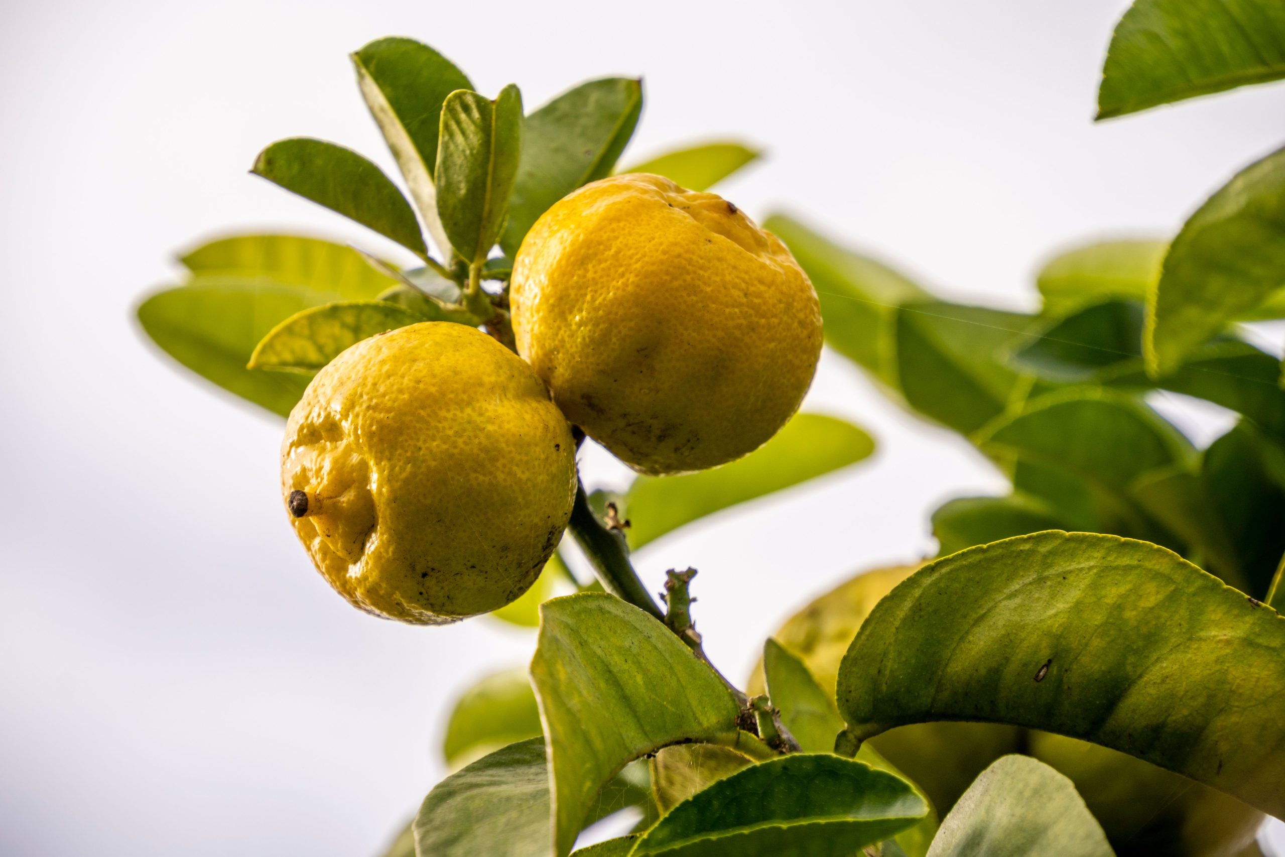Citrons mûrs dorés suspendus aux feuilles