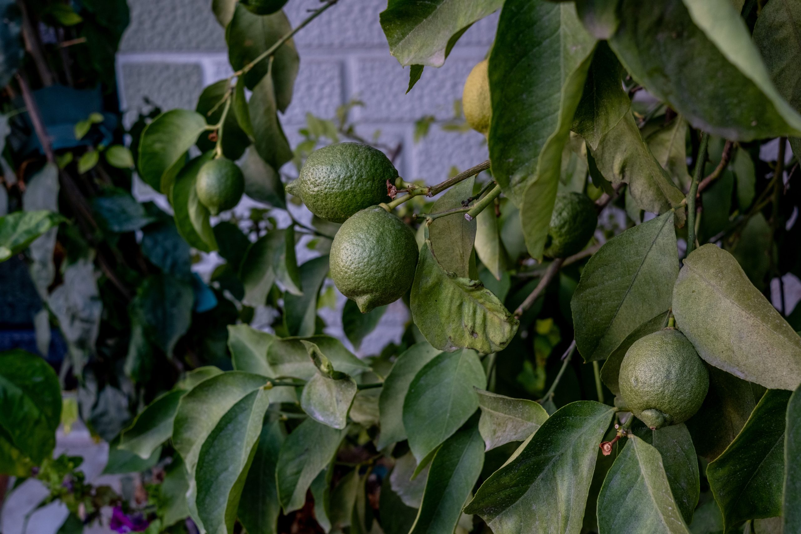 Citrons non mûrs sur arbre en gros plan