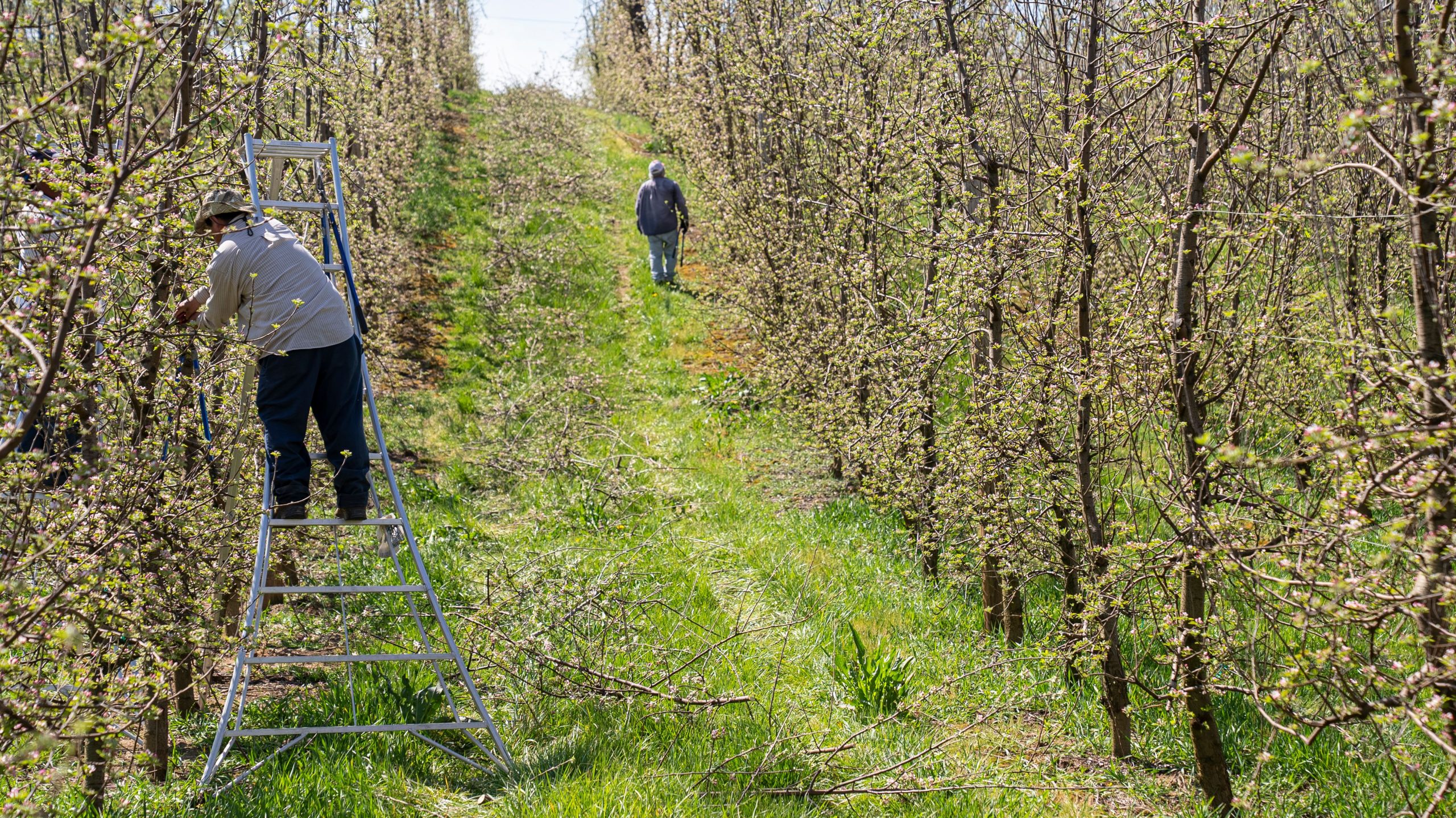 Deux ouvriers entretenant verger pommes