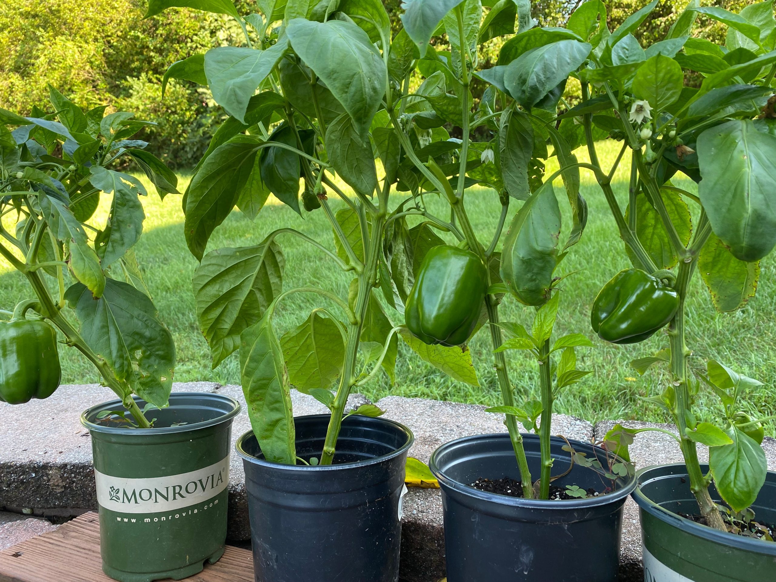 Poivrons frais cultivés en pots au jardin