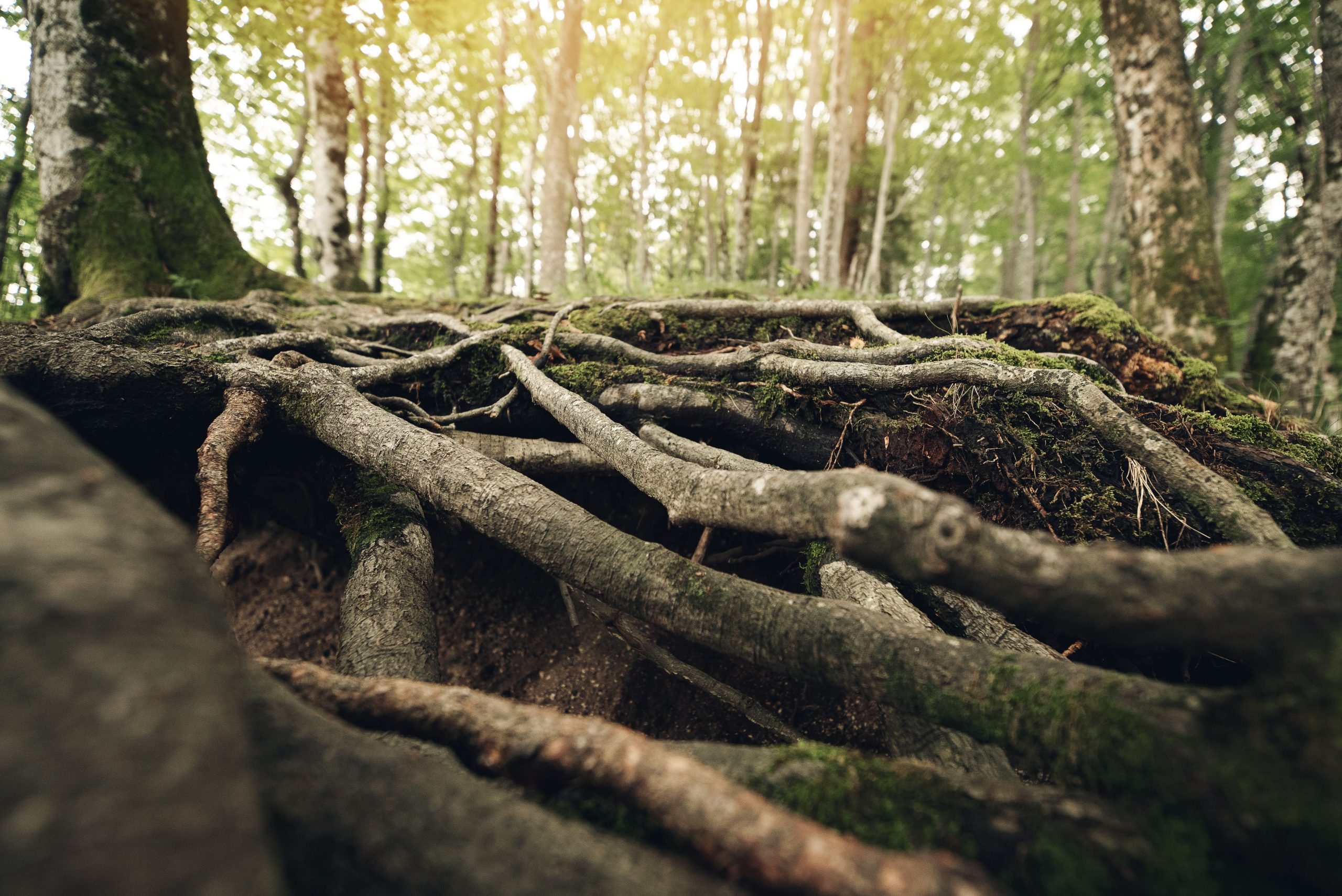 Racines d'arbre en gros plan dans lumière forestière
