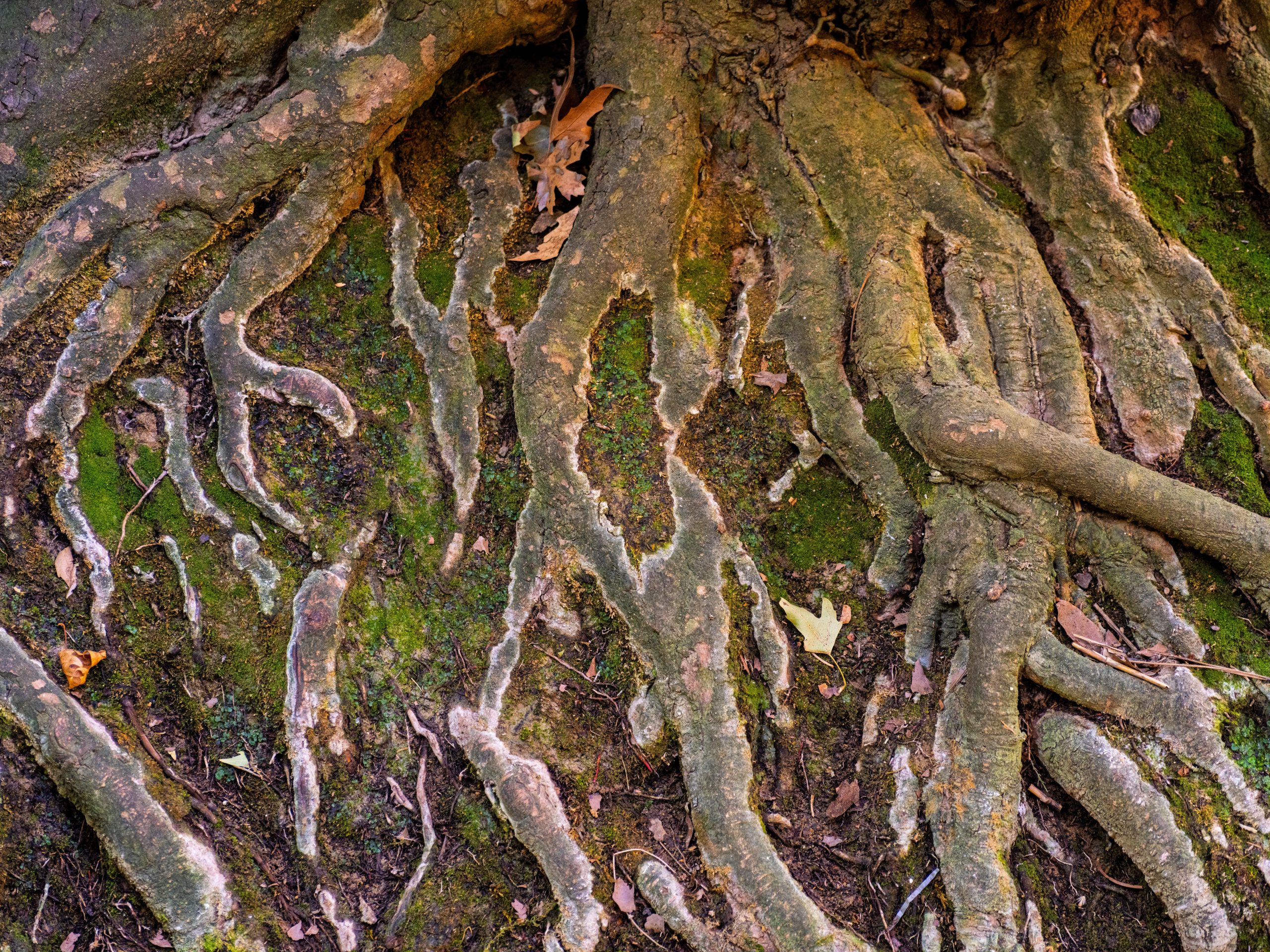 Racines d'arbre couvertes de mousse en forêt