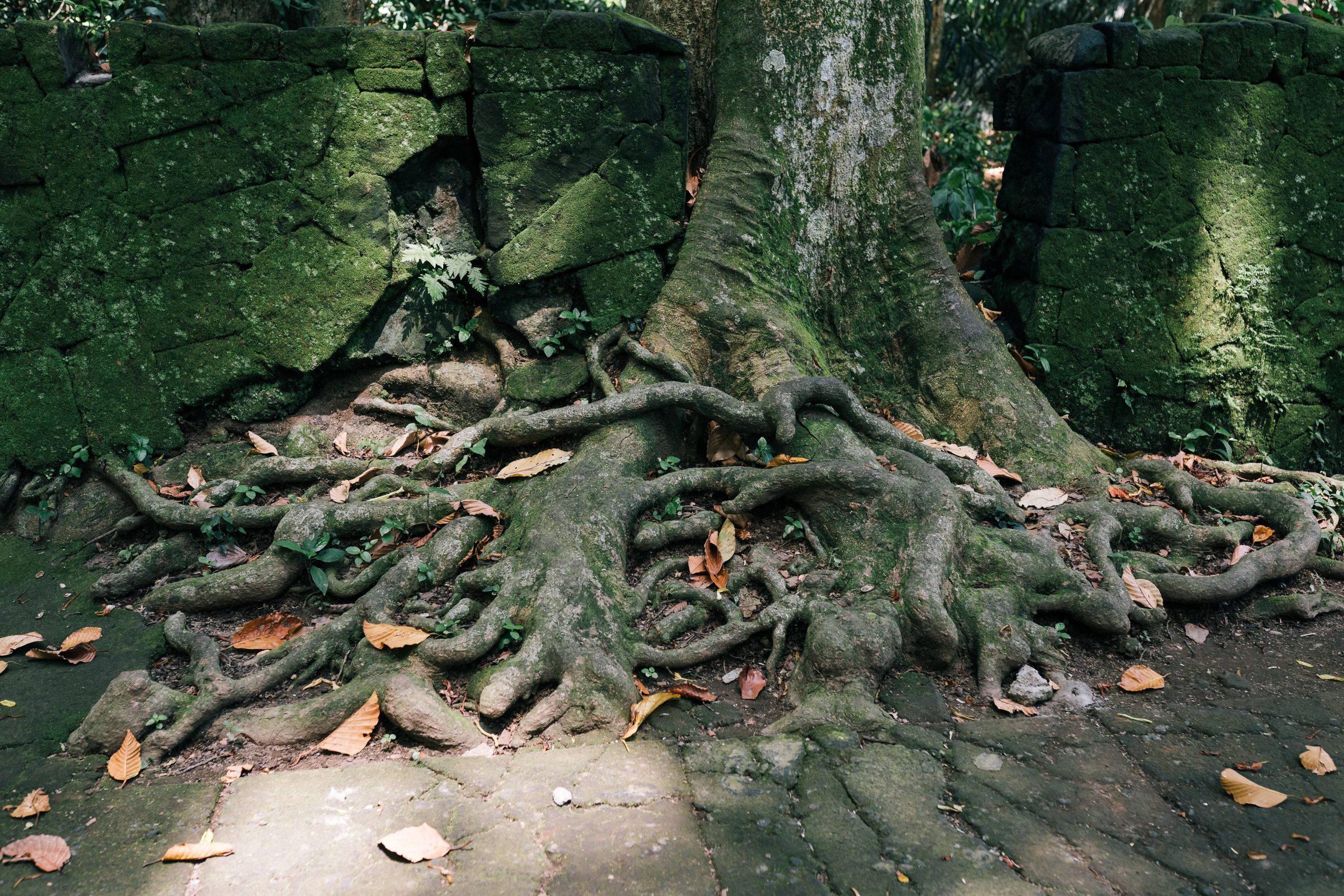 Racines d'arbre fusionnées ancien mur moussu
