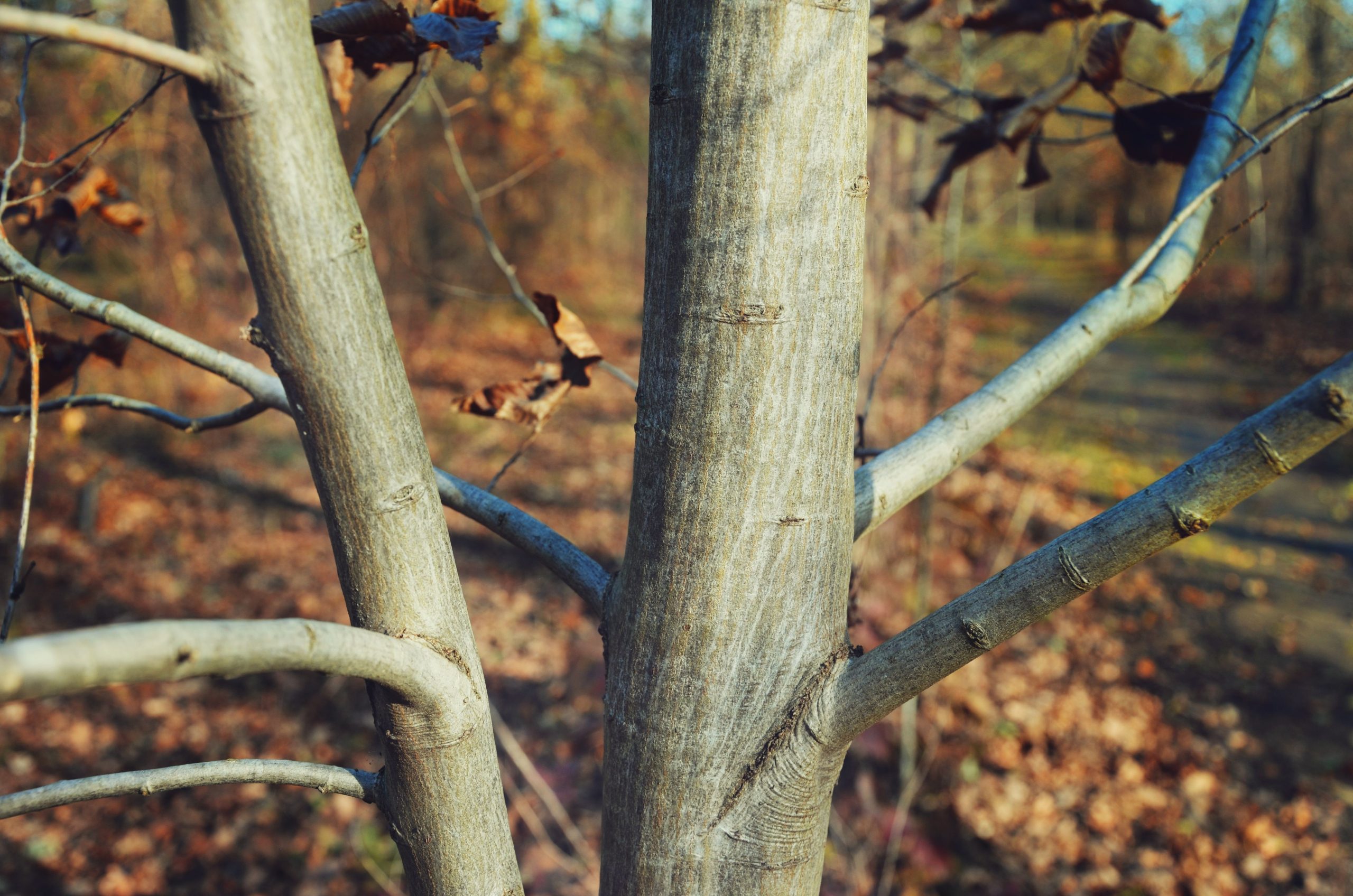 Troncs d'arbres texturés feuilles automne