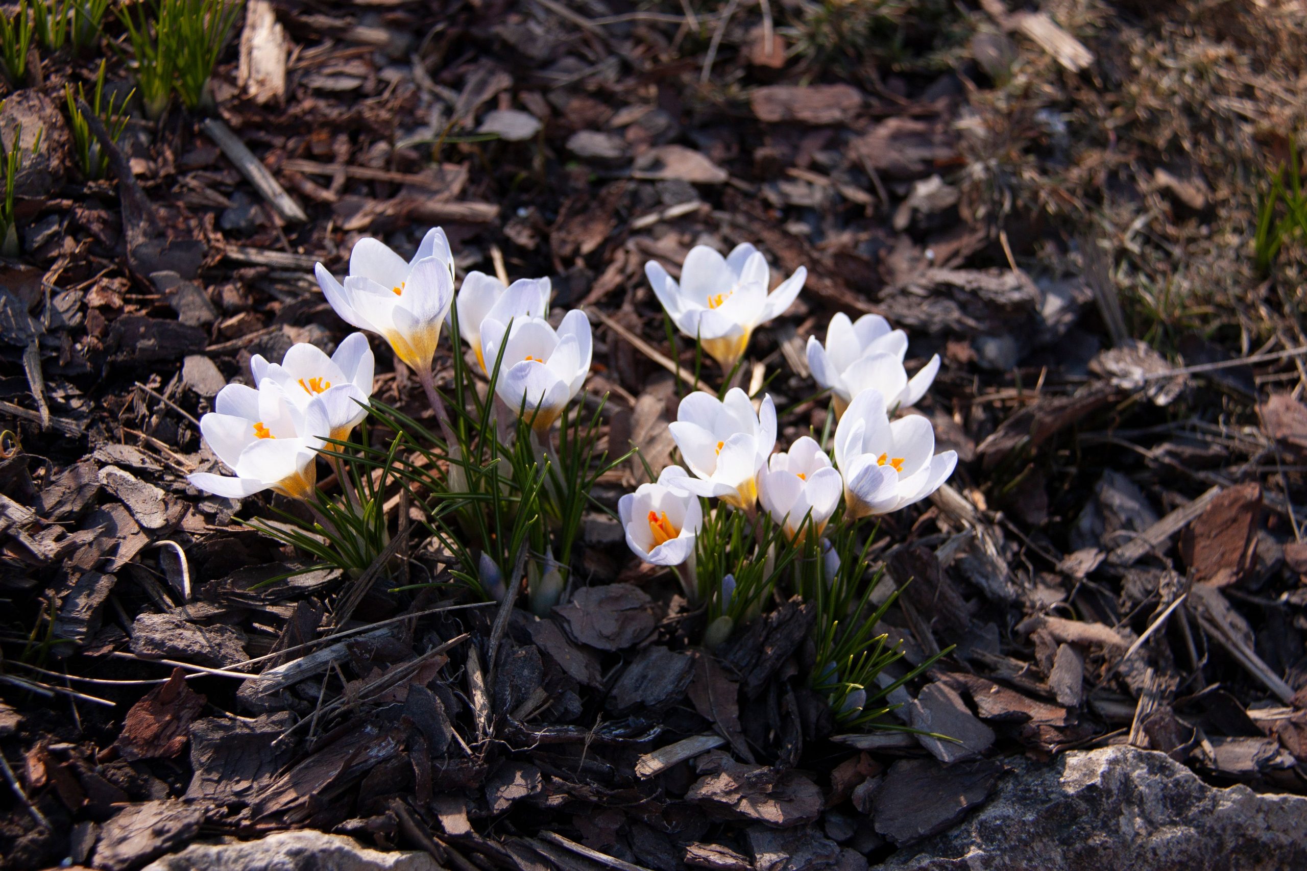 Crocus blancs s'épanouissant au début du printemps