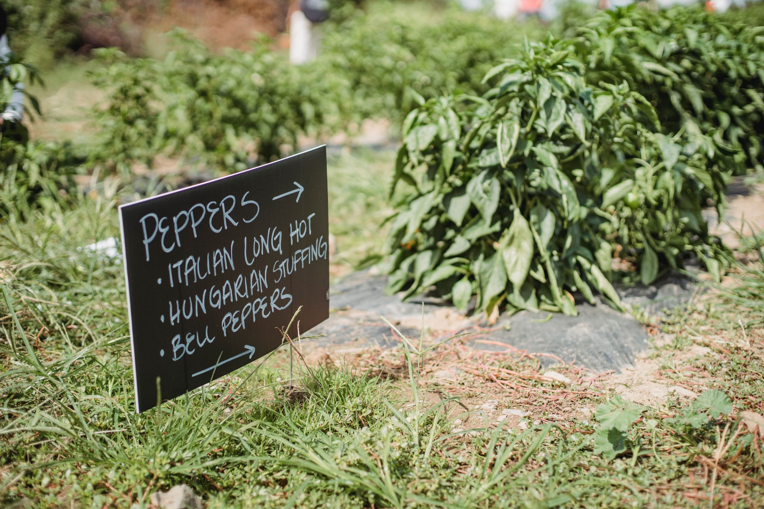 Panneau directif plantation avec varietes poivre ferme