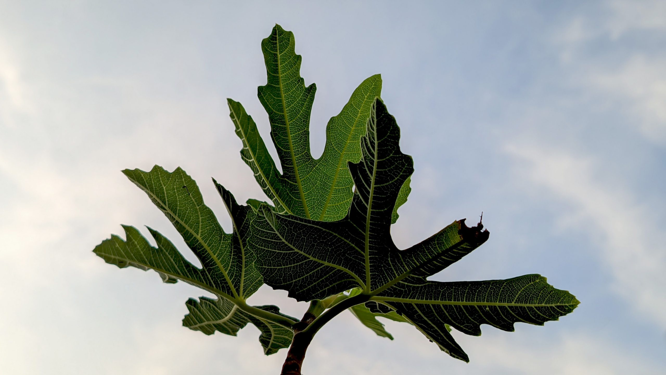 Feuilles de figuier avec veines délicates détaillées