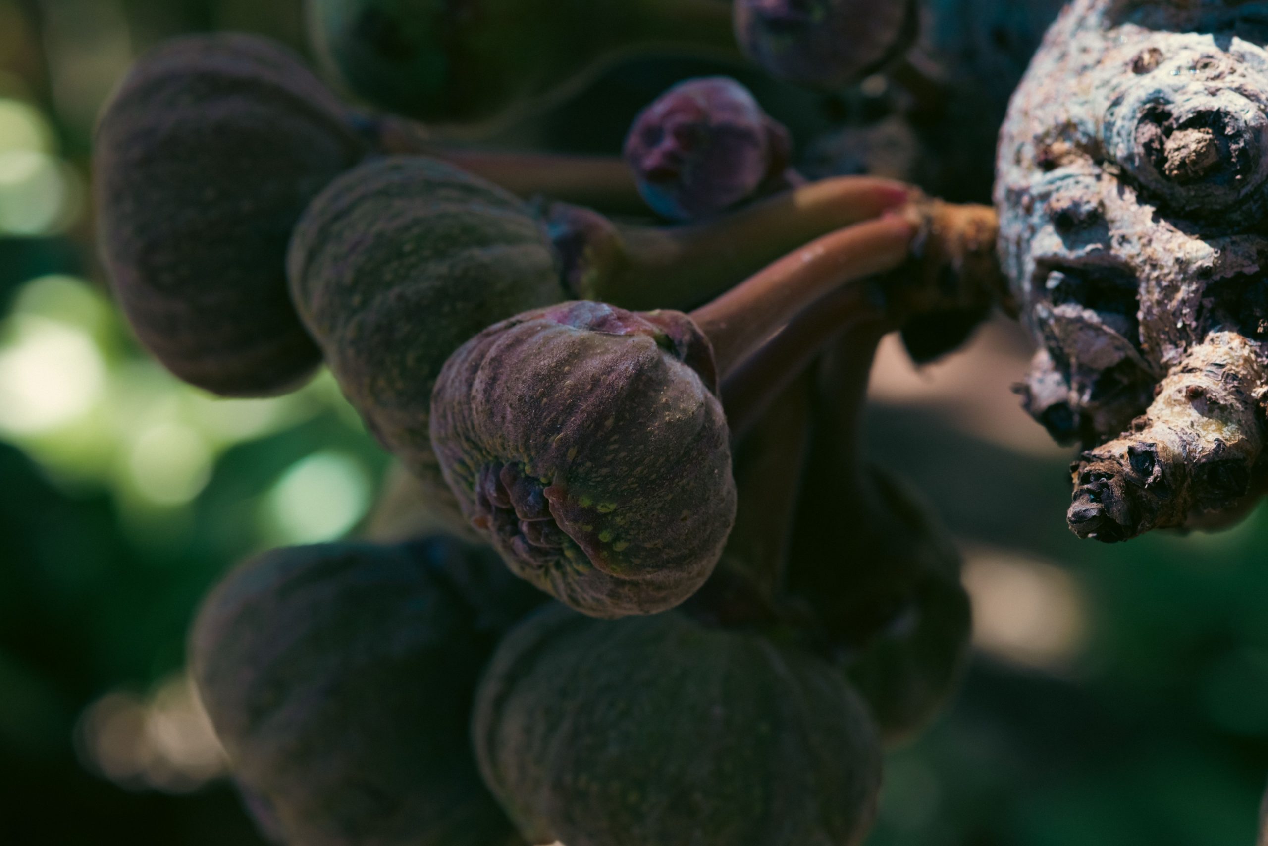 Figues mûres sur branche avec lumière tamisée