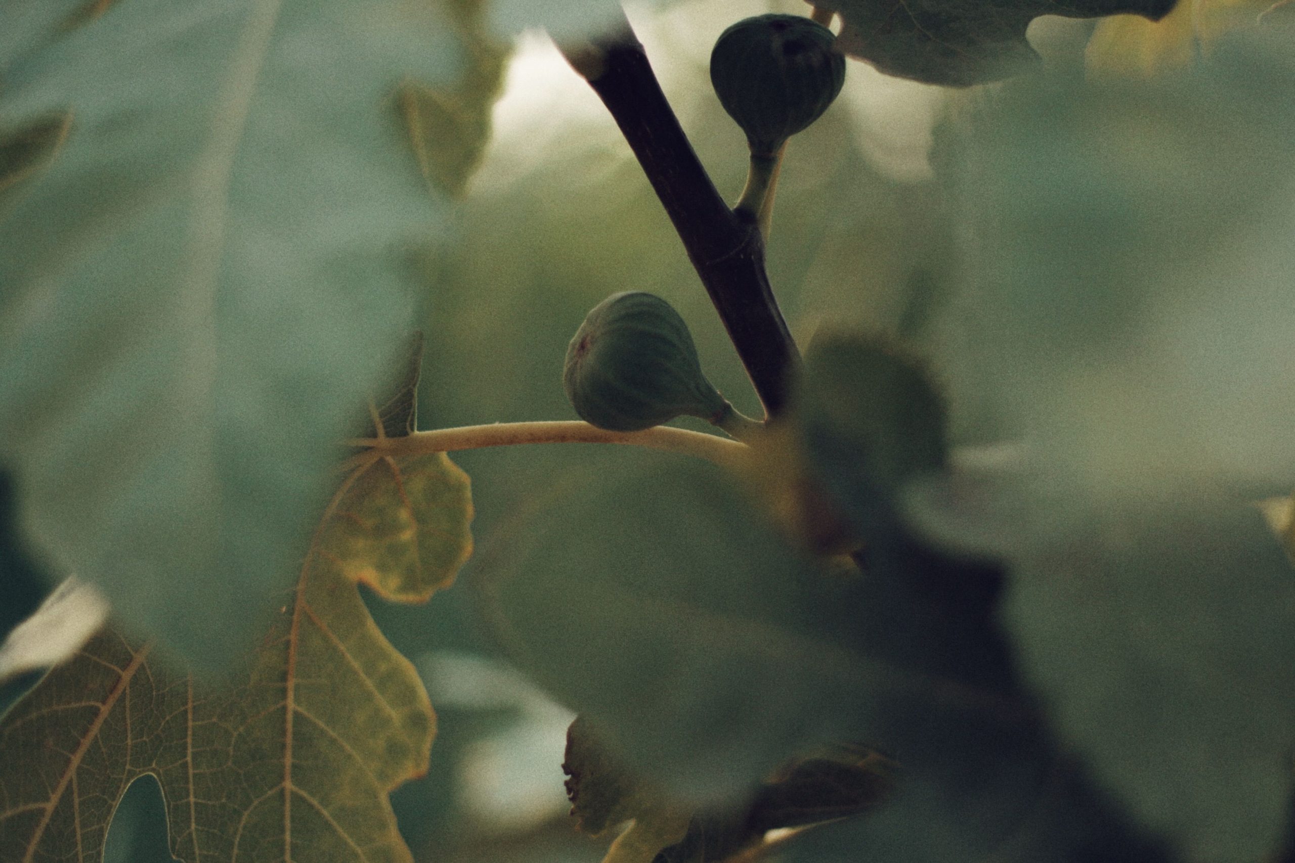 Figues vertes et feuilles sur branche de figuier