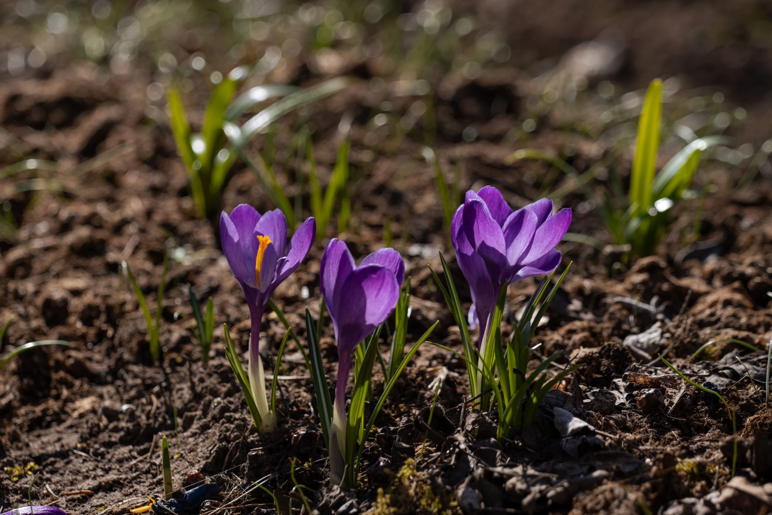 Crocus violets symbolisant le renouveau printanier