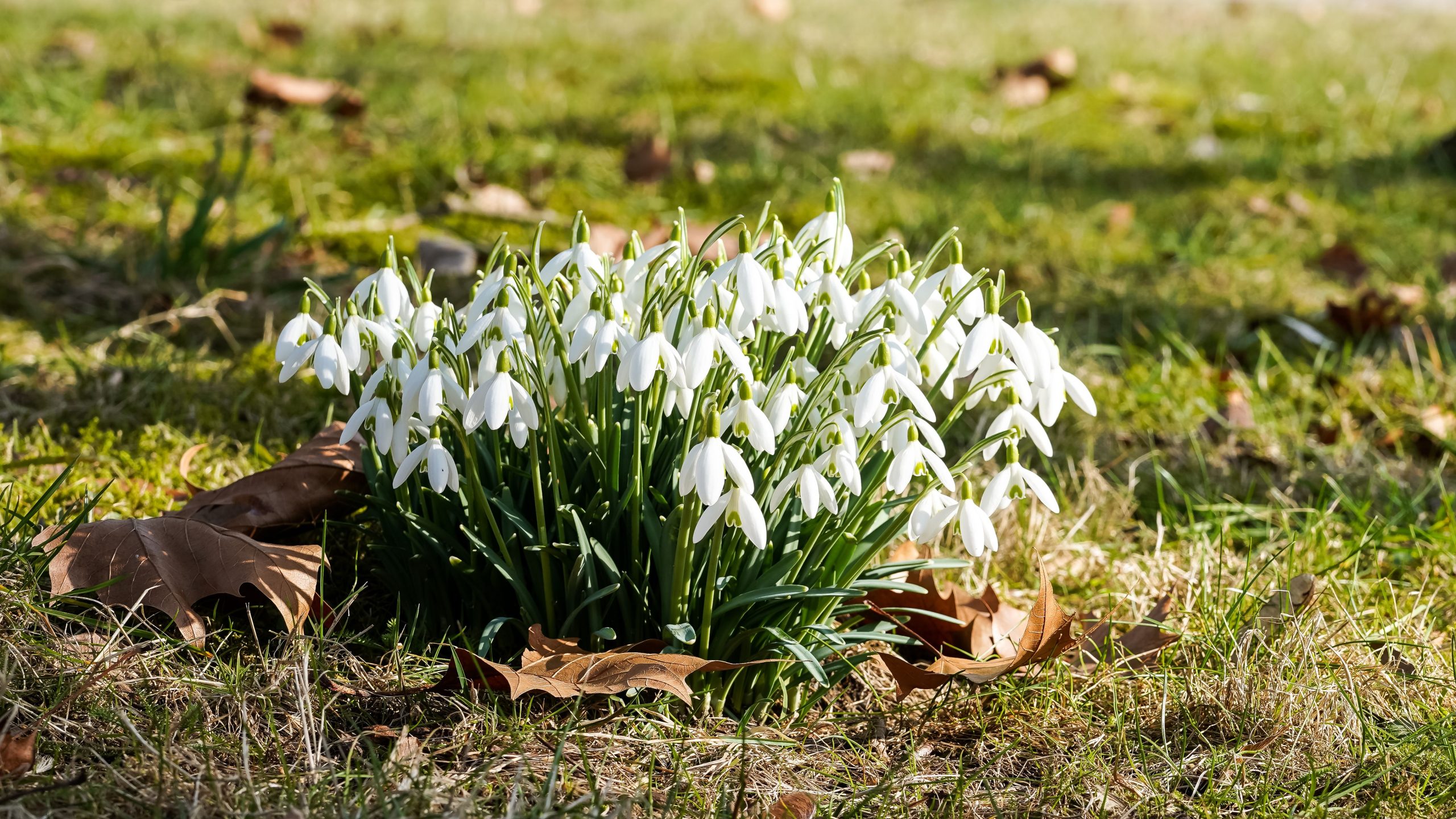 Perce-neige blancs fleurissant dans l'herbe