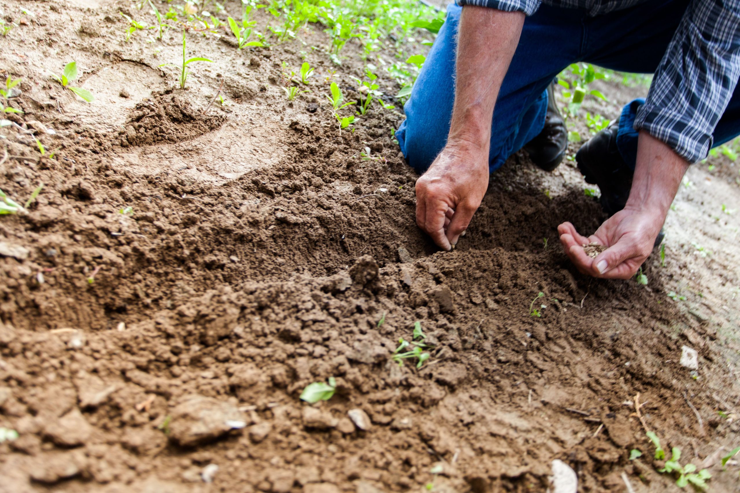 Plantage de graines de fèves dans le sol