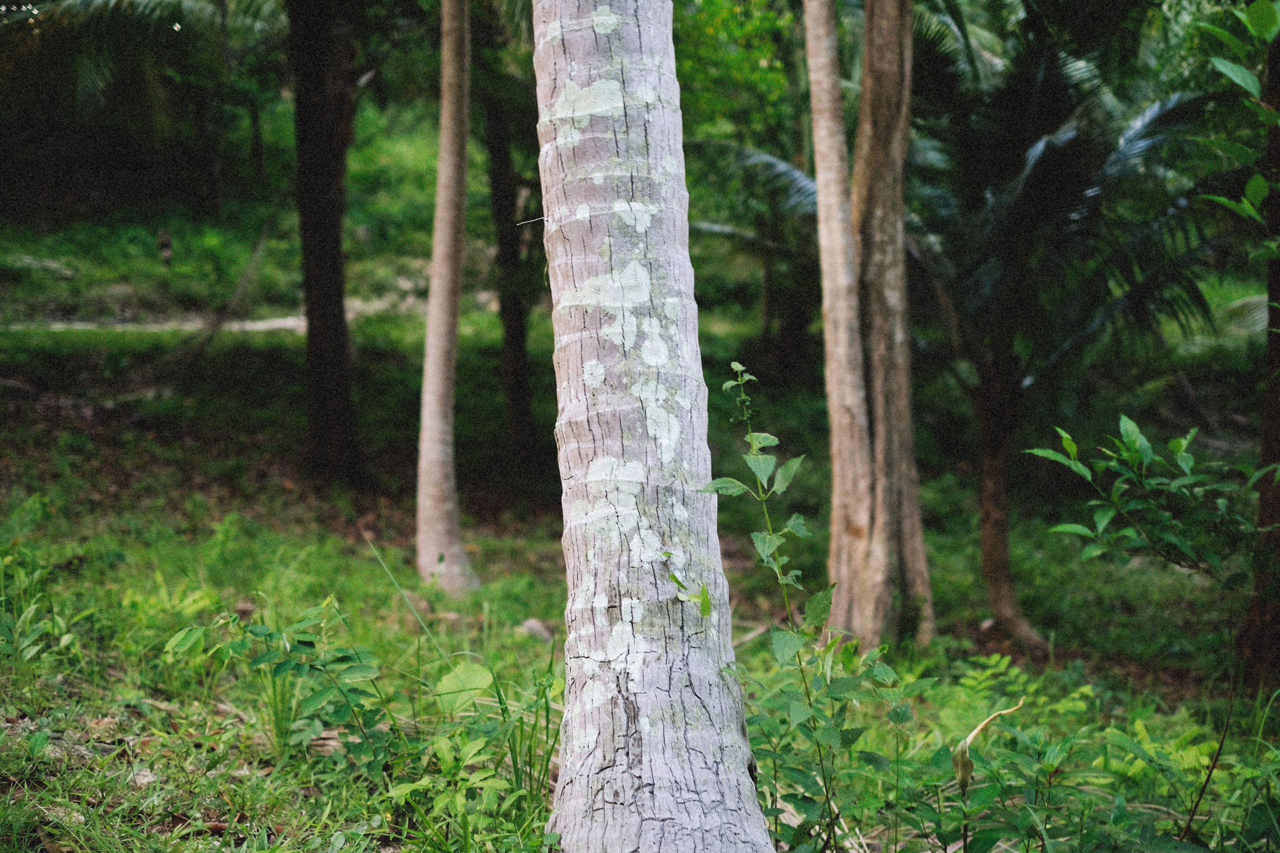 Écorces arbres divers forêt luxuriante