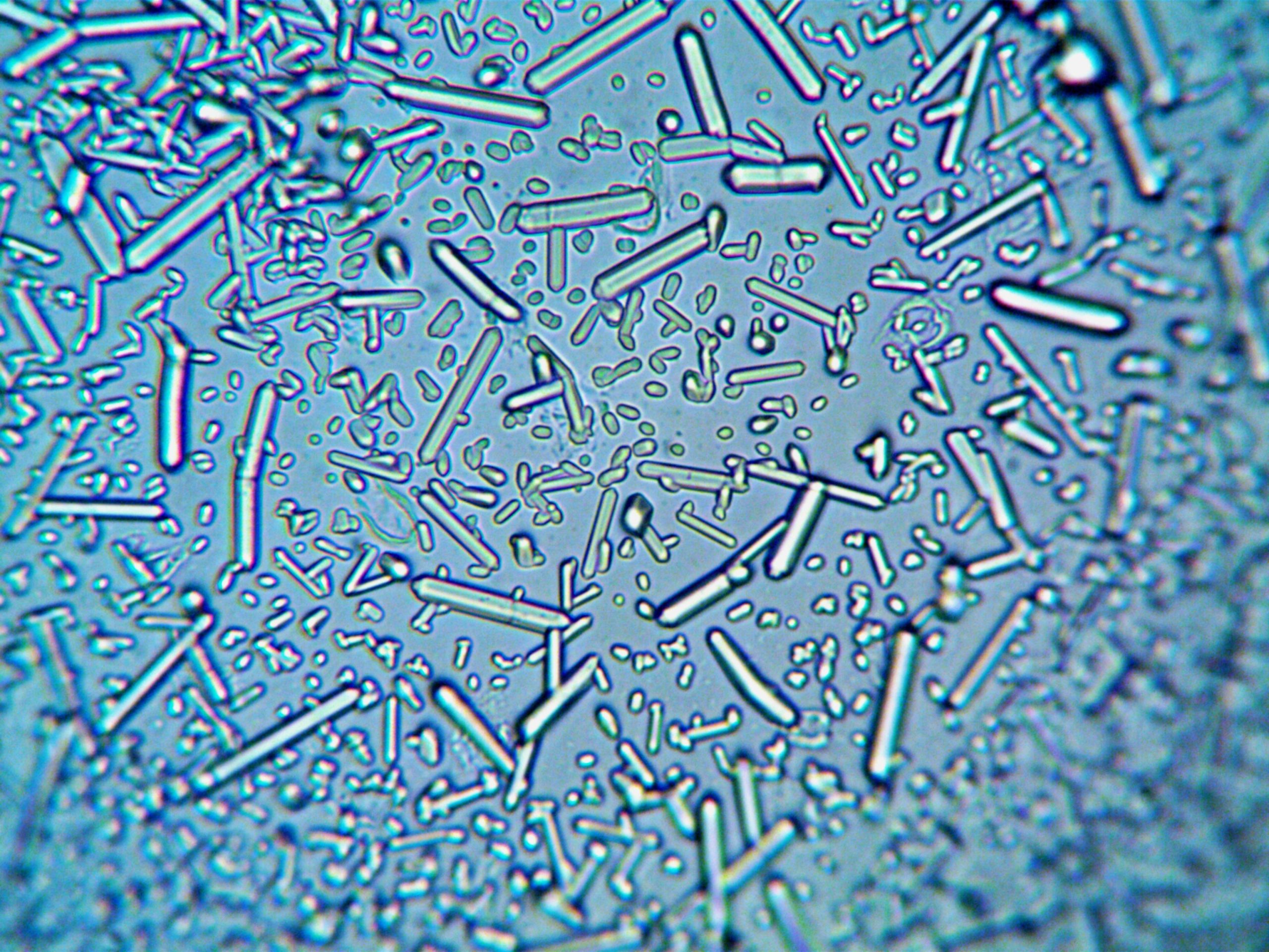Structures cristallines bleues observées au microscope