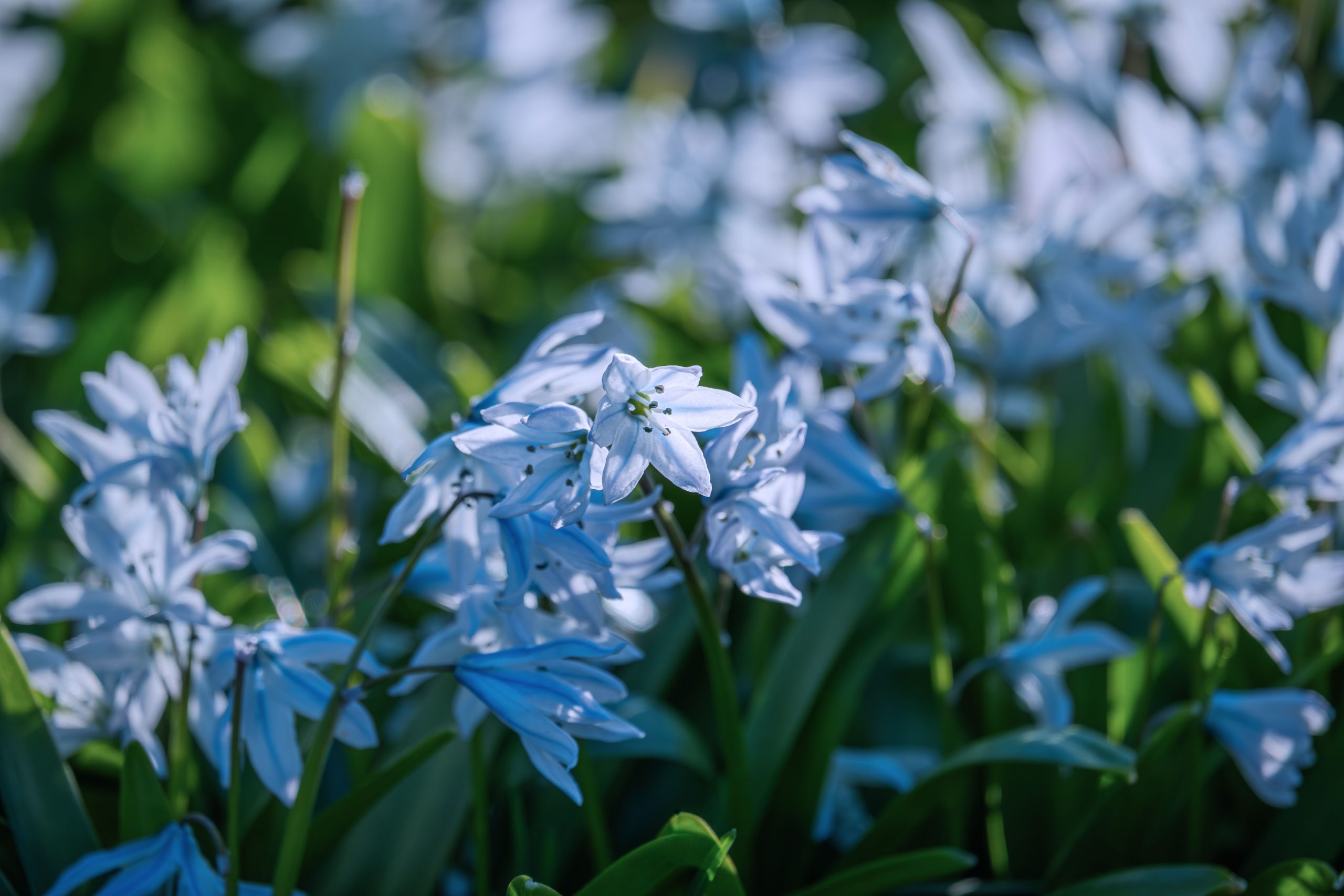 Scillas bleus vibrants en pleine floraison printanière