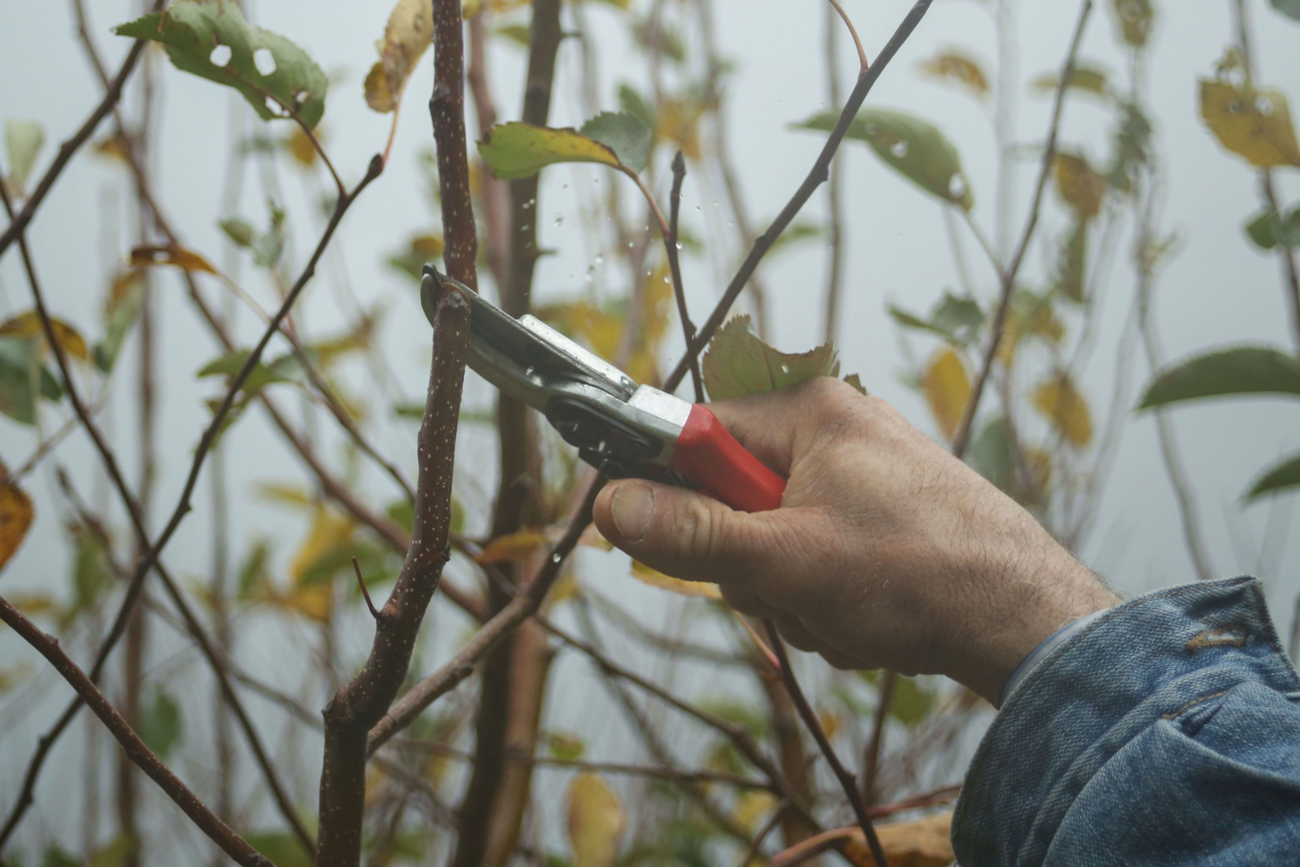 Jardinier taillant des branches en automne avec sécateur