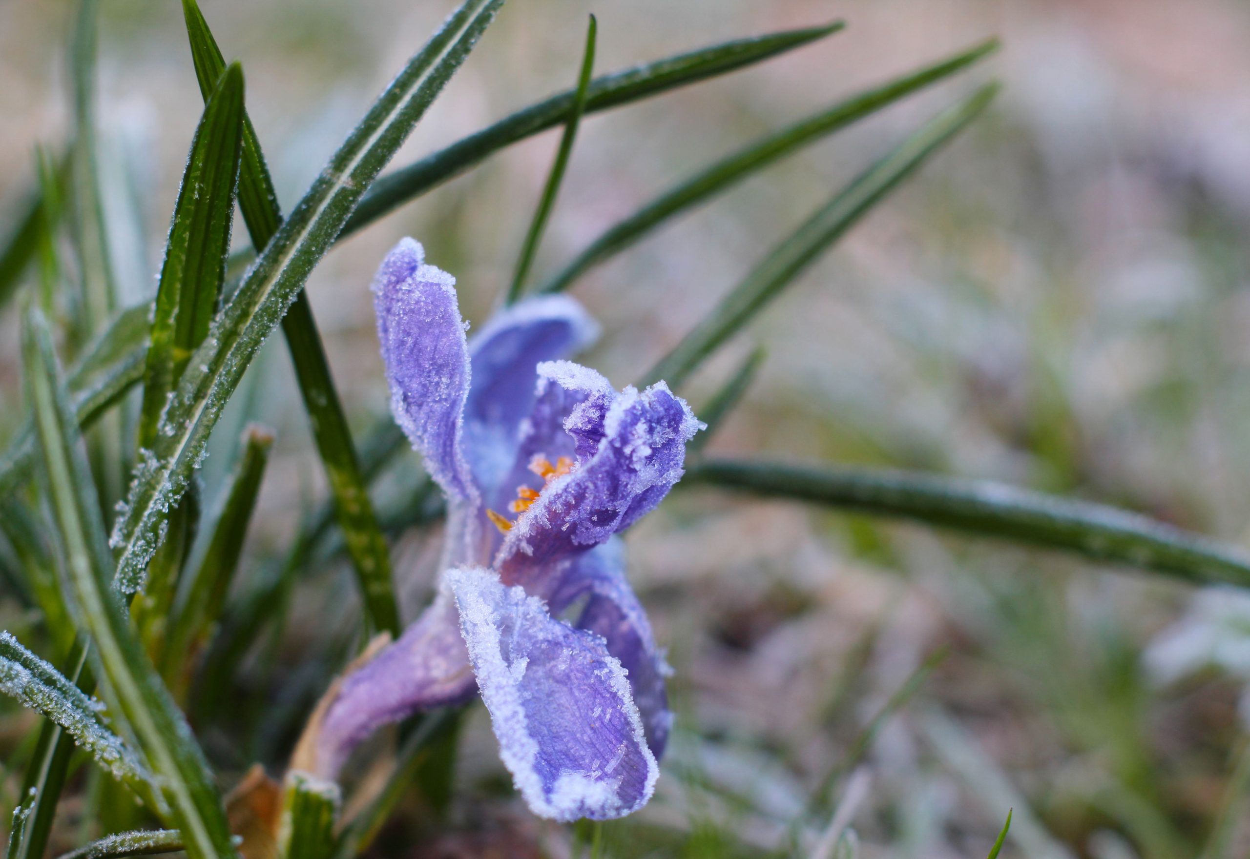 Fleur crocus pourpre couverte givre printanier