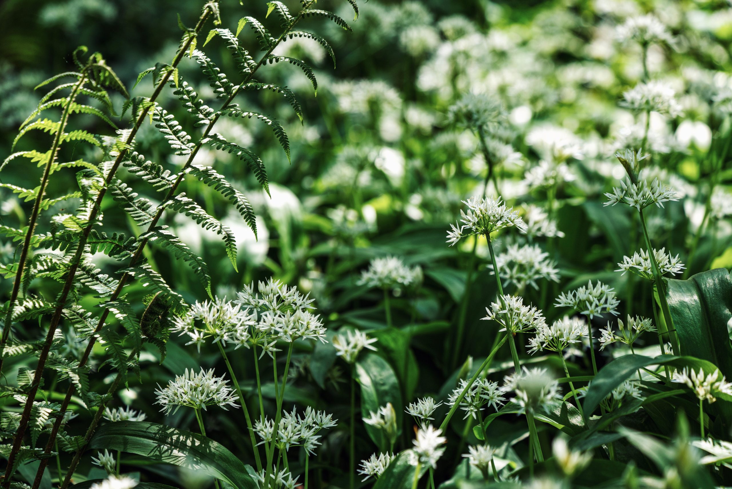 Gros plan sur une fleur d'ail des ours