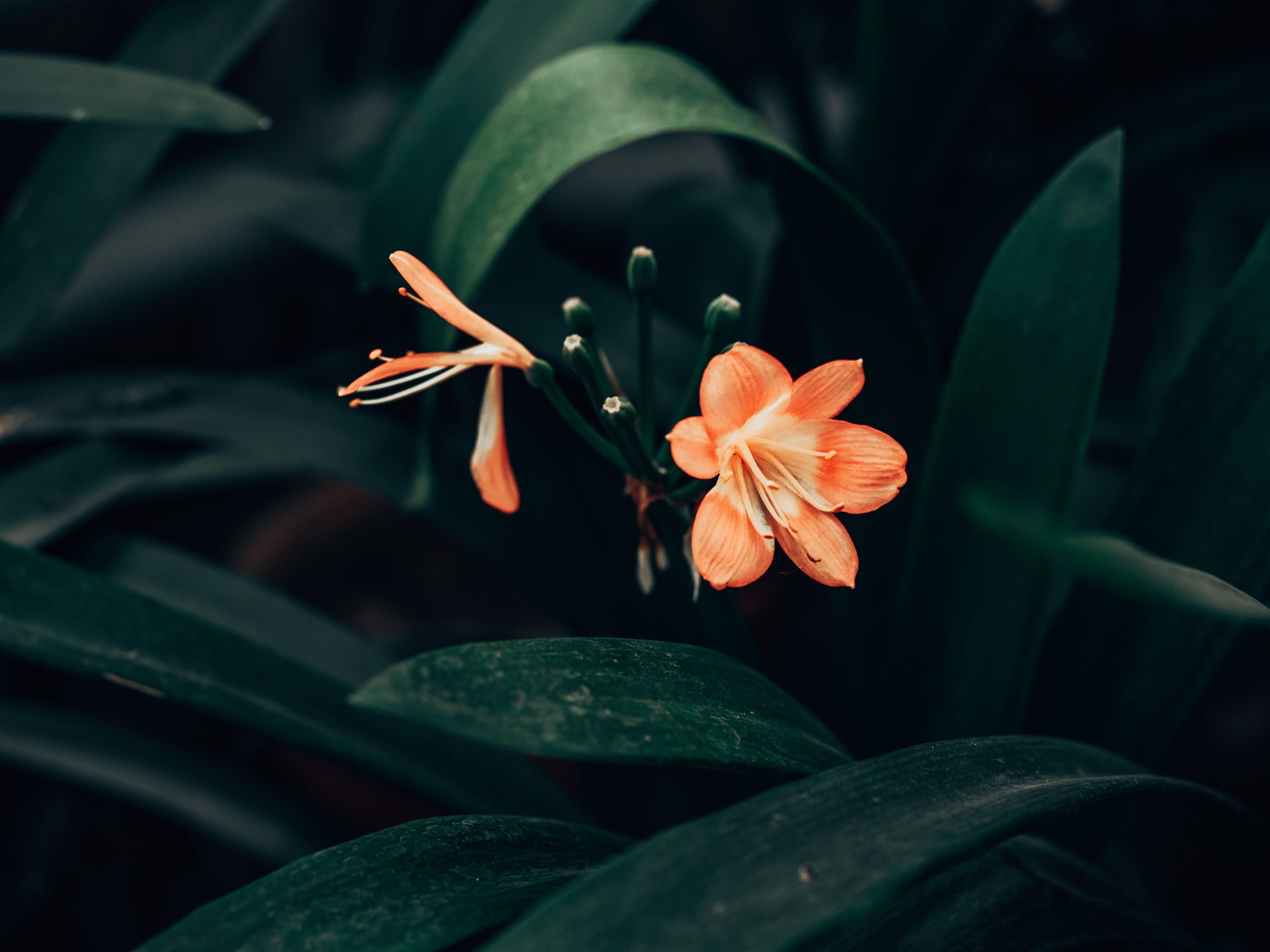 Fleur orange de clivia entourée de feuilles vertes