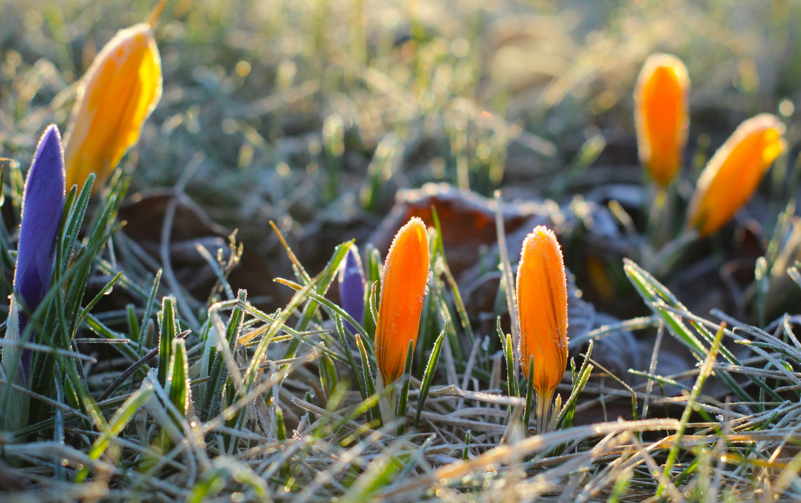Crocus vibrants émergeant dans herbe gelée