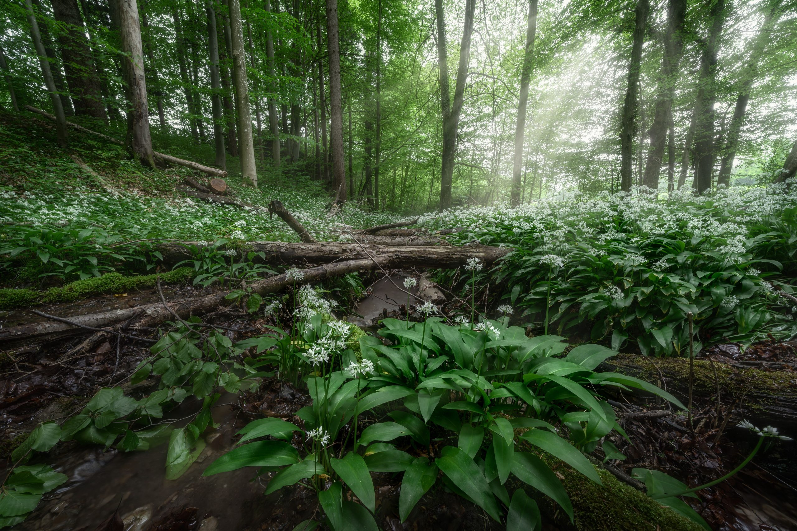 Forêt lumineuse envahie d'ail des ours
