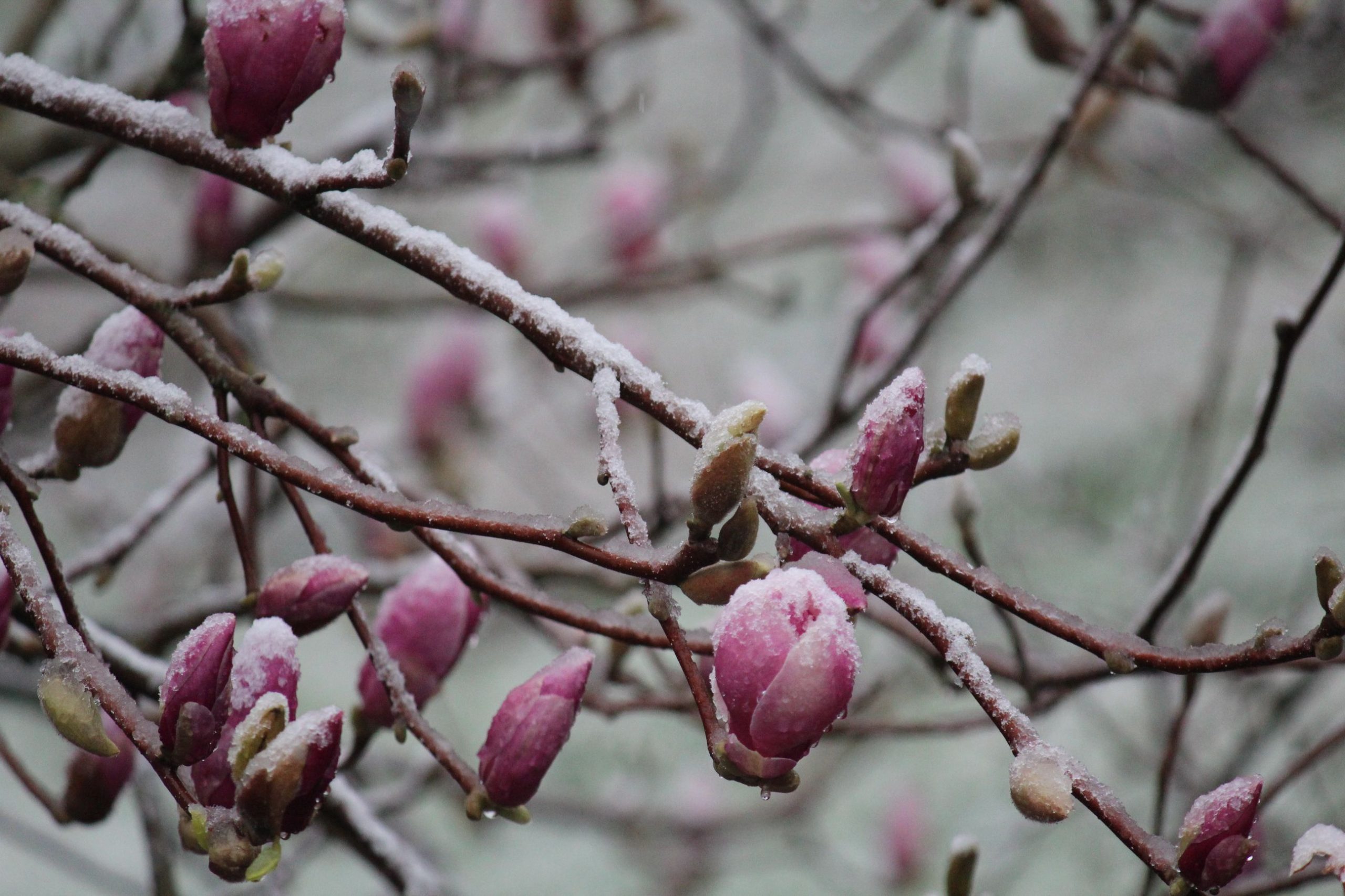 Bourgeons magnolia roses givrants jardin printemps