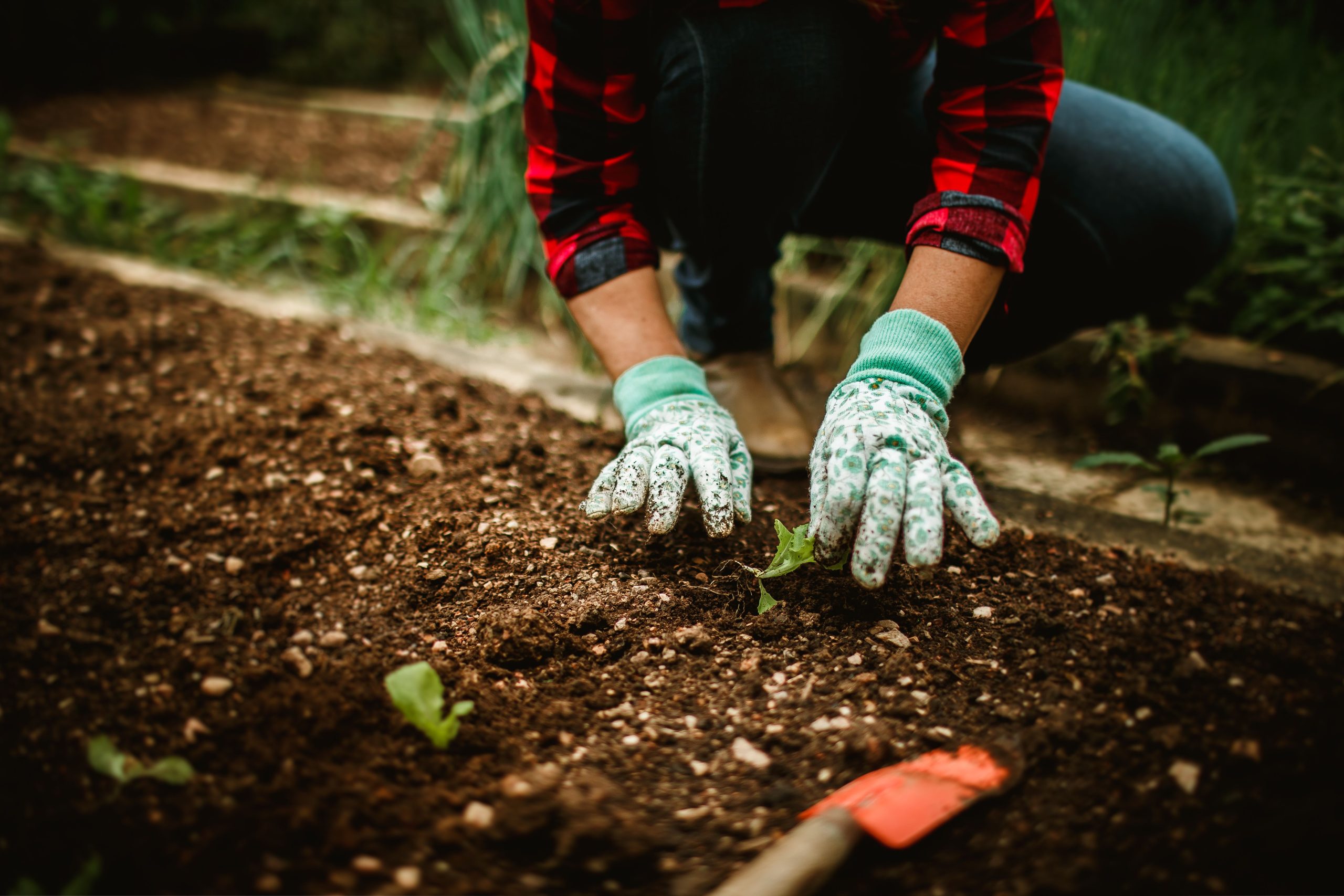 Gros plan jardinier plantant semis en terre