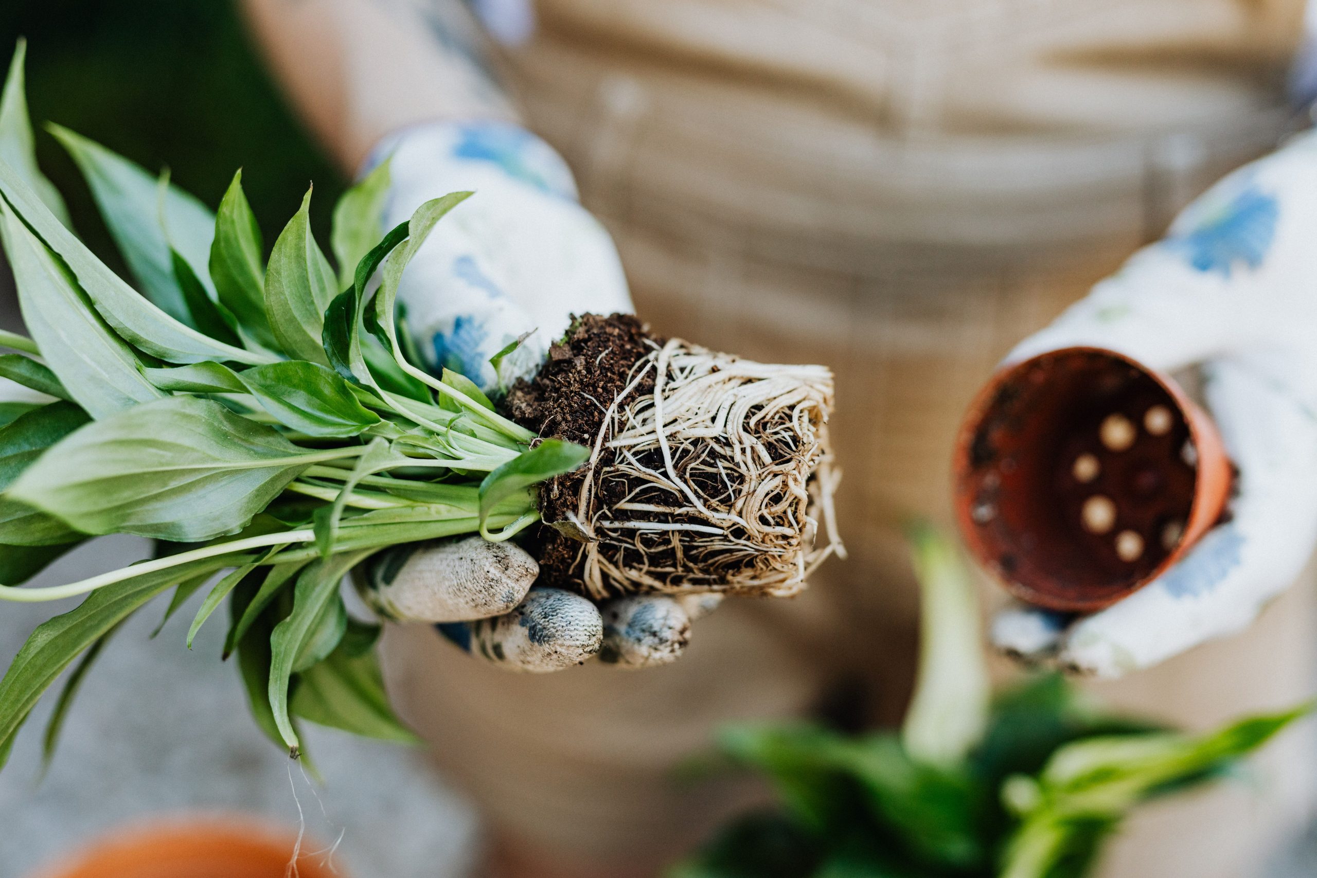 Jardinier rempotant une plante avec les racines visibles
