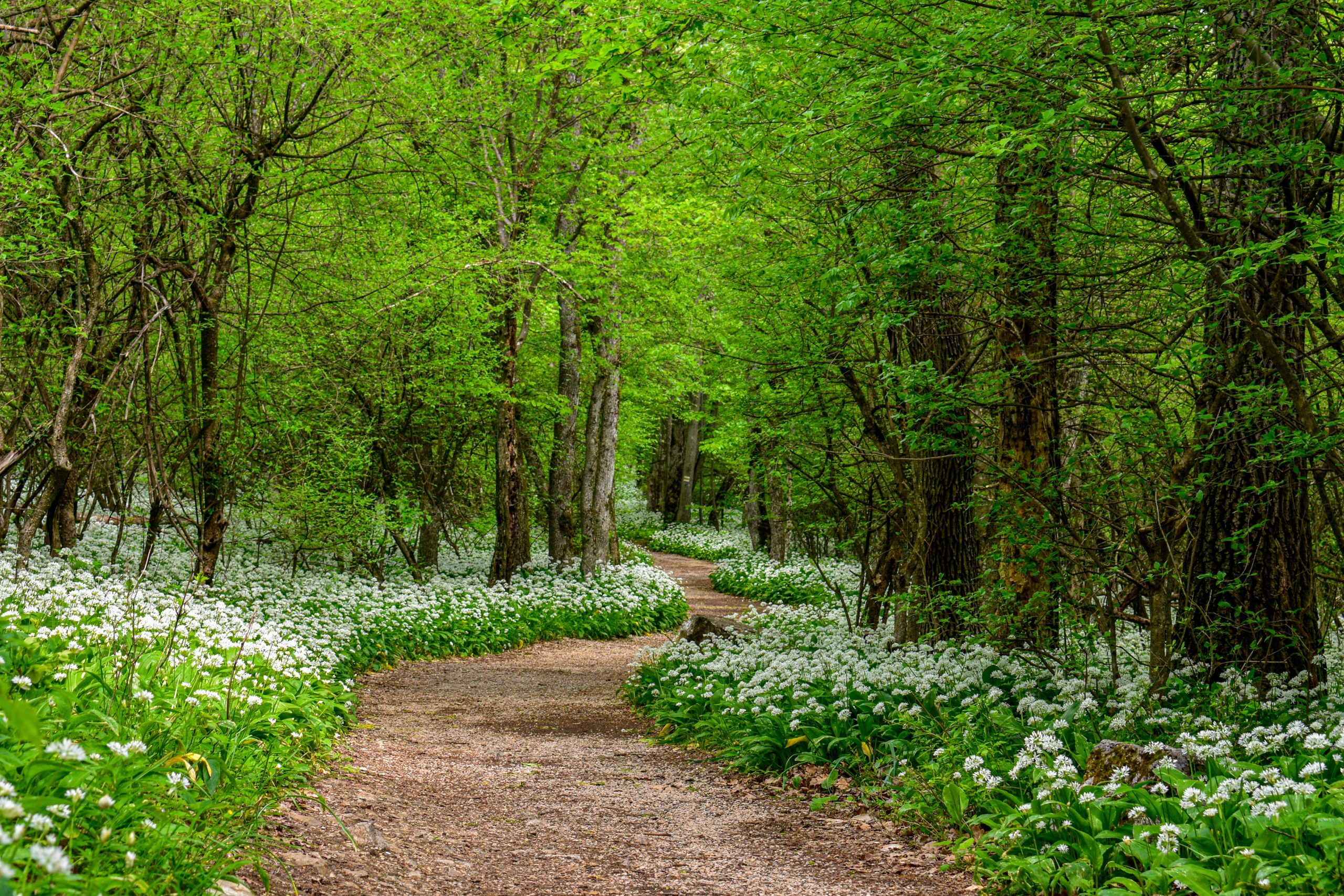Sentier forestier bordé d'ail des ours